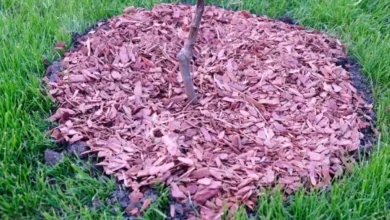 Photo of Мульча из кирпича. Гениальная защита для садовых деревьев