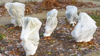 Photo of Первый снег. Главная задача в ноябре — накопление и сохранение влаги