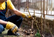 Photo of Пока не пришли морозы. Как правильно посадить розу в ноябре