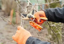 Photo of Главная ошибка неопытных дачников. Советы, как создать «ленивый сад»
