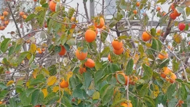 Photo of Опасно для жизни. Десерт, который каждый может вырастить на своем участке