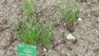 Photo of Готовимся к дачному сезону 2026. Что стоит знать про лук джусай