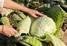 Photo of Рыхлая и быстро портится. Почему капуста бывает слоистой?