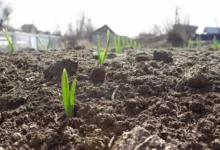 Photo of Сажаем заново. Что делать с чесноком, который взошел