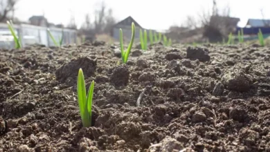 Photo of Сажаем заново. Что делать с чесноком, который взошел