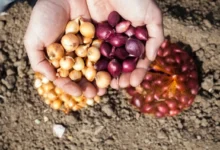 Photo of Пошаговая инструкция. Как правильно высаживать лук-севок поздней осенью