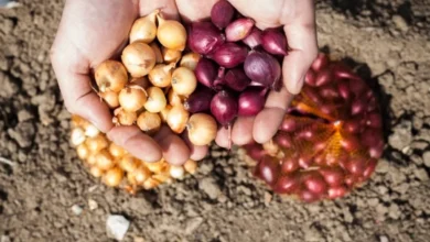 Photo of Пошаговая инструкция. Как правильно высаживать лук-севок поздней осенью