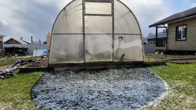 Photo of Подзимние посевы. Что сажать в ноябре, чтобы весной получить ранний урожай