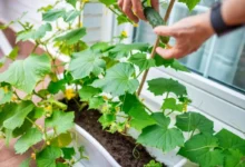 Photo of Овощи на окне. Можно ли вырастить огурцы в квартире