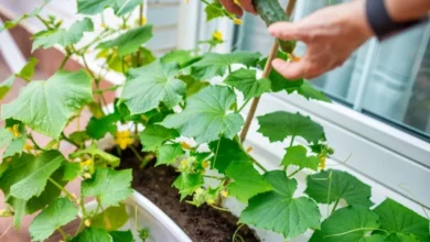 Photo of Овощи на окне. Можно ли вырастить огурцы в квартире