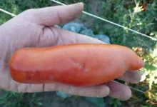 Photo of Проверены временем. Топ 5 сортов томатов, на которые стоит обратить внимание