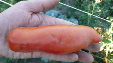 Photo of Проверены временем. Топ 5 сортов томатов, на которые стоит обратить внимание