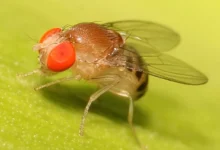 Photo of Ловим на сладкое. Избавляемся от плодовых мушек