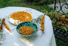 Photo of «Зажим-петля» своими руками. Мастерим простой инструмент для сбора облепихи