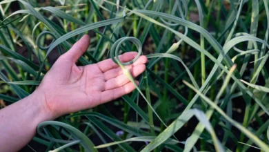 Photo of Советы агронома. Как, когда и зачем обрывать стрелки у чеснока