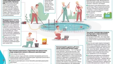 Photo of Правила ухода за дачным бассейном. Инфографика