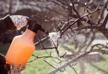 Photo of Сухо и комфортно. Когда следует обрабатывать яблоню от парши