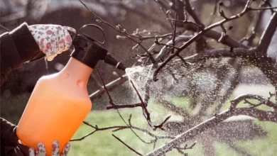 Photo of Сухо и комфортно. Когда следует обрабатывать яблоню от парши