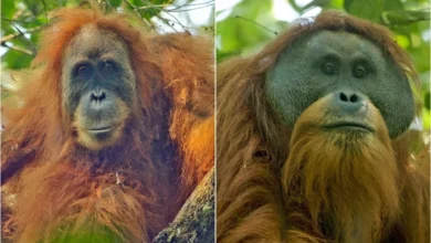 Photo of Гибнут за металл. Самая редкая обезьяна может исчезнуть из-за добычи золота