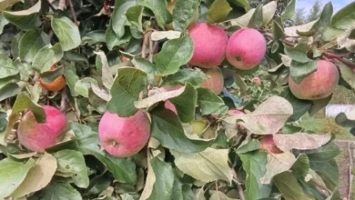 Photo of Лунный календарь дачника, садовода и огородника на 2026 год. Август