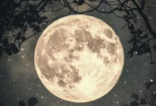 Photo of Лунный календарь садовода и огородника на июль 2025 года