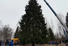 Photo of Рузская ёлка. В Подмосковье спилили главную новогоднюю елку страны