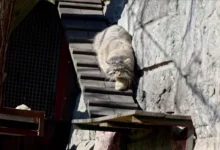 Photo of Нелишние килограммы? Манул Тимофей округлился к зиме: не повторять — опасно