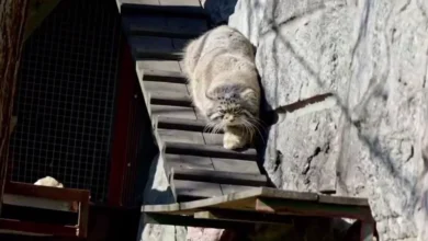 Photo of Нелишние килограммы? Манул Тимофей округлился к зиме: не повторять — опасно