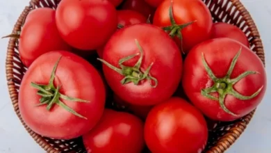 Photo of Мед вместо сердца. Лучшие сорта томатов для средней полосы России в 2026 г.