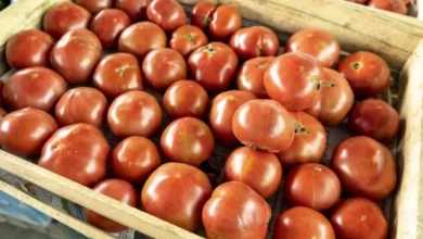 Photo of Топ-10 новогодних сортов. Плоды этих томатов хранятся до января