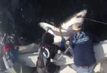 Photo of В США возле популярного пляжа обнаружили 700-килограммовую акулу