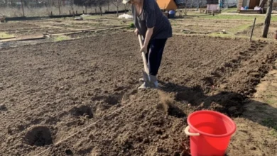 Photo of Лунный календарь дачника, садовода и огородника на 2026 год. Май