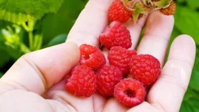 Photo of Лунный календарь дачника, садовода и огородника на 2026 год. Июль