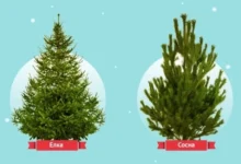 Photo of Ёлка, пихта или сосна: что выбрать к Новому году 2026? Инфографика