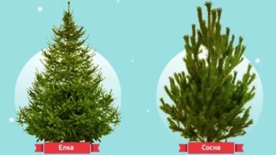 Photo of Ёлка, пихта или сосна: что выбрать к Новому году 2026? Инфографика