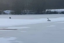 Photo of Главное, чтоб кормили. В Подмосковье спасают замерзающих на реке лебедей