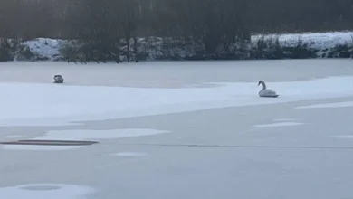 Photo of Главное, чтоб кормили. В Подмосковье спасают замерзающих на реке лебедей