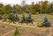 Photo of Не переживут русскую зиму. Почему гибнут дорогие ели, пихты, кедры