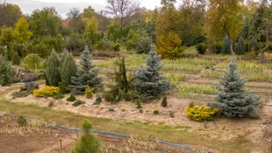Photo of Не переживут русскую зиму. Почему гибнут дорогие ели, пихты, кедры