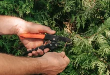 Photo of Чтобы не платить десятки тысяч рублей. Как укоренять черенки хвойных