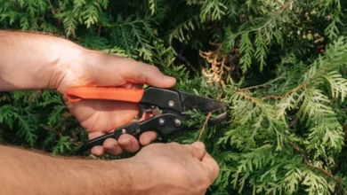 Photo of Чтобы не платить десятки тысяч рублей. Как укоренять черенки хвойных