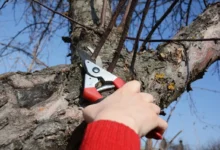 Photo of У всех деревьев одна проблема. Почему у яблони, груши, вишни нет плодов