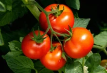 Photo of Жара, солнце, перегрев. Лучшие сорта томатов для юга России в 2026 году