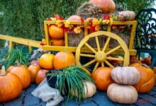 Photo of Лунный календарь дачника, садовода и огородника на 2026 год. Октябрь