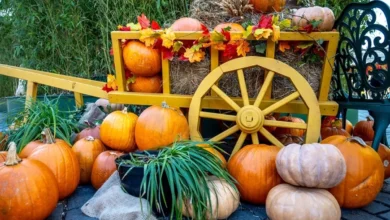 Photo of Лунный календарь дачника, садовода и огородника на 2026 год. Октябрь