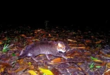 Photo of В Таиланде в фотоловушку попала дикая кошка, считавшаяся вымершей