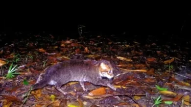Photo of В Таиланде в фотоловушку попала дикая кошка, считавшаяся вымершей