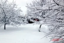 Photo of Лунный календарь дачника, садовода и огородника на 2026 год. Декабрь