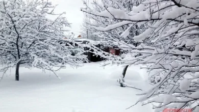 Photo of Лунный календарь дачника, садовода и огородника на 2026 год. Декабрь