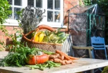 Photo of Лунный календарь дачника, садовода и огородника на 2026 год. Сентябрь